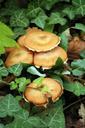 mushroom-undergrowth-amber-1006305.jpg