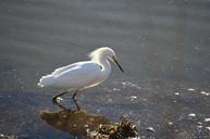 snowy-egret-bird-wading-water-621951.jpg