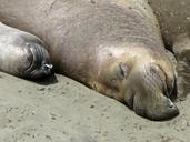 sea-lions-california-highwag-nr-1-23021.jpg