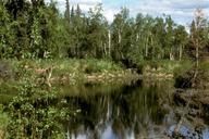 Swamp natural reserve.jpg