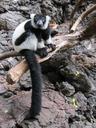 lemur-monkey-primate-wild-mammal-237433.jpg