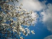 magnolia-tree-blossom-bloom-spring-1314389.jpg