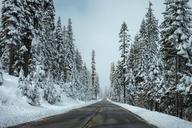 road-forest-winter-street-snow-984034.jpg