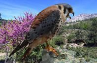 falcon-bund-hawk-falconry-hunting-961132.jpg