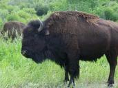 buffalo-wildlife-animal-869878.jpg