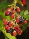 blackberries-berries-fruits-9388.jpg