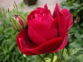 red-rose-flower-rose-red-351456.jpg