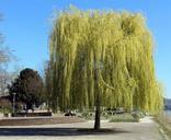 tree-weeping-willow-spring-112028.jpg