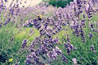 bee-lavender-flower-purple-insect-599382.jpg