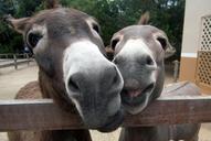 happy-donkeys-smiles-cute-ass-1085352.jpg