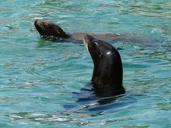 california-sea-lion-sea-lion-7294.jpg