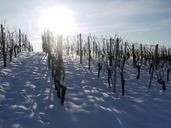 vineyard-winter-snow-back-light-1566092.jpg