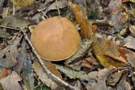 boletus-cep-collection-wood-forest-1271717.jpg