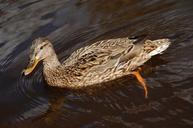 mallard-duck-female-water-fowl-55064.jpg