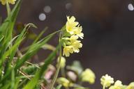 buttercup-flower-yellow-spring-1198076.jpg