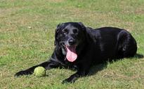 labrador-labrador-retriever-dog-164091.jpg