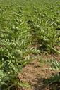 artichoke-vegetable-crop-1670262.jpg