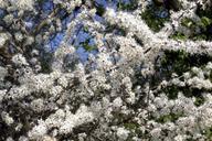 blossom-tree-nature-142874.jpg