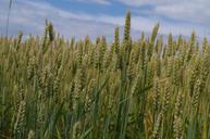 barley-field-nature-harvest-1019684.jpg