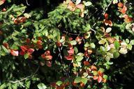 autumn-leaves-spruce-nature-trees-949556.jpg