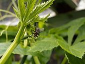 housefly-artichoke-sheet-green-344333.jpg