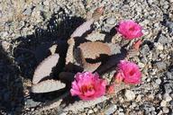 desert-cactus-flower-nevada-nature-334699.jpg