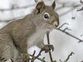 squirrel-animal-forest-branch-tree-300228.jpg