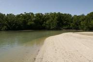 Beach sand dune at water line with mangrove trees.jpg