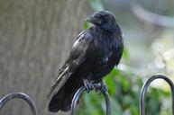 raven-black-bird-185440.jpg