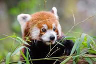 Red_Panda.jpg