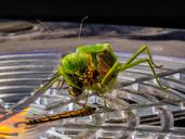 praying-mantis-fishing-locust-221008.jpg