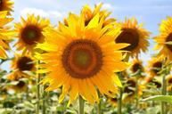 sunflower-yellow-flower-832795.jpg