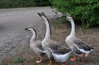 geese-nature-wildlife-bird-goose-934536.jpg