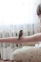 sparrow-bird-home-birds-857030.jpg