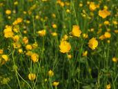 buttercup-pointed-flower-flowers-1260805.jpg