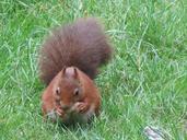 squirrel-beast-forest-green-nature-407780.jpg