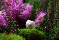 snail-shell-mollusk-close-582201.jpg