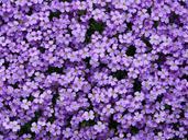 blue-pillow-aubrieta-aubrietien-52186.jpg