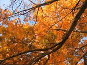 deciduous-tree-golden-autumn-77993.jpg