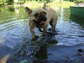 water-dog-summer-doggy-lake-927653.jpg