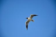 seagull-bird-flight-nature-wings-1429094.jpg