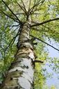 birch-tree-forest-trees-green-109190.jpg