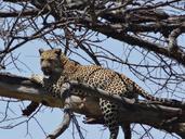 leopard-prey-dead-tree-342009.jpg