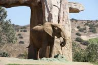 elephant-nature-animals-wild-zoo-571415.jpg