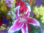 Lily and other flowers in an assortment.jpg