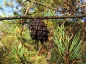 cone-tree-pine-pine-cone-nature-283311.jpg