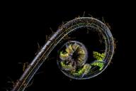 fern-young-fern-fresh-shoots-321460.jpg