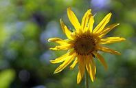 bokeh-floral-plant-natural-blossom-103185.jpg