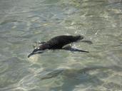 penguin-boulders-boulders-beach-1171996.jpg