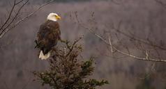 bald-eagle-white-tailed-eagle-adler-801614.jpg